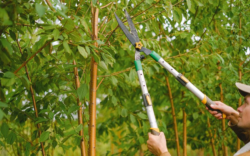 Tree trimming in Modesto, IL