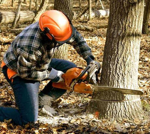 Tree Removal in Modesto, IL